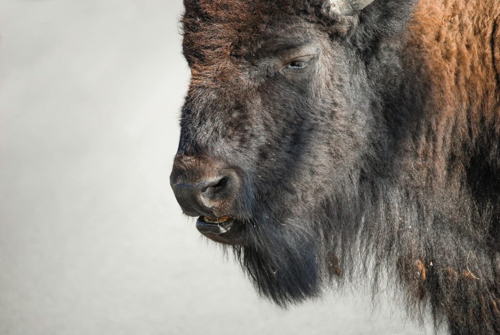 Life as a Buffalo