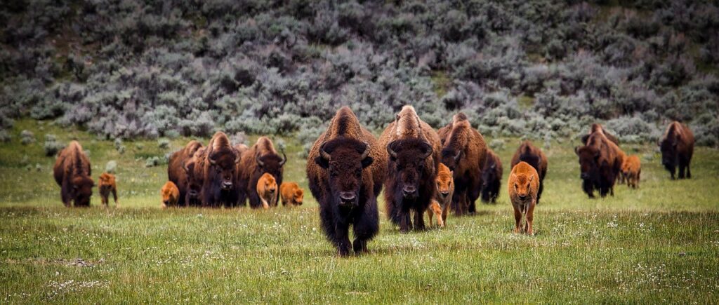 image of a buffalo herd